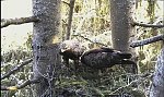 http://images37.fotosik.pl/104/9899e36afe2020c4m.jpg