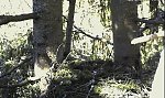 http://images37.fotosik.pl/106/78622984b97c603cm.jpg
