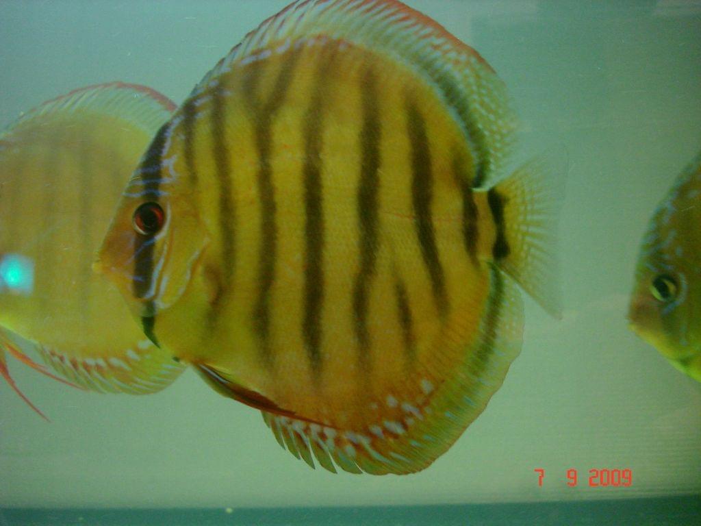 Obrazek