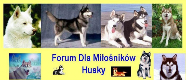 Forum I Love Husky!  Strona Gwna