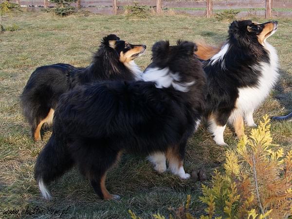 Lovesome sheltie