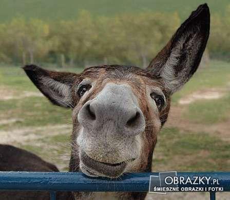 Obrazek