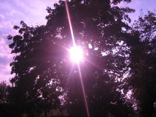 #drzewa #słońce