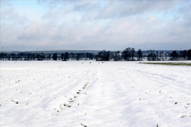 #łąka #pole #zima #śnieg #Bralin