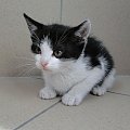 Koty do adopcji #koty #kot #adopcje #adoptuję #przygarnę #Gliwice #schronisko #zaadoptuję #szukam