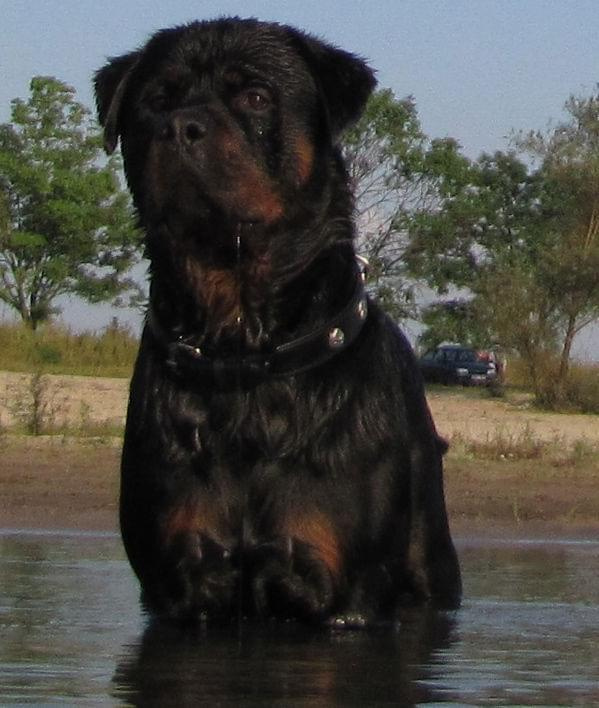 Amigo 2011-08-18 #amigo #psy #rottweiler