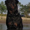 Amigo 2011-08-18 #amigo #psy #rottweiler