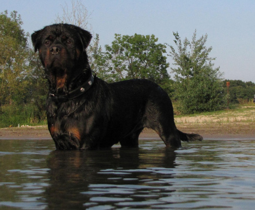 Amigo 2011-08-18 #amigo #psy #rottweiler