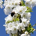 #Bralin #kwiaty #wiosna #drzewo #bąk #trzmiel #owad