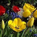 #kwiaty #kolor #wiosna #ogród #natura
