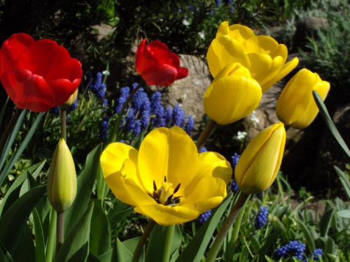 #kwiaty #kolor #wiosna #ogród #natura