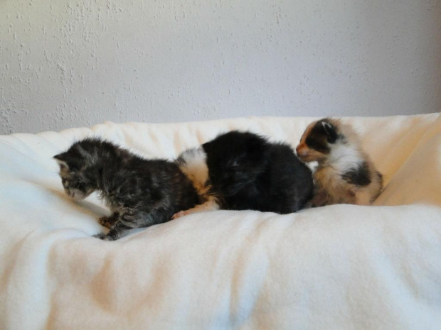 Koty do adopcji #adopcja #adopcje #Gliwice #kocięta #kot #kotki #koty #pomoc #przygarnę #schronisko #zaadoptuję #zwierzęta
