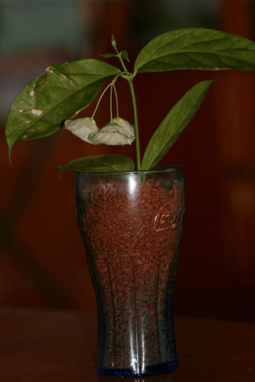 hoya danumensis
