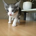 Koty do adopcji #adopcja #adopcje #Gliwice #kocięta #kot #kotki #koty #pomoc #przygarnę #schronisko #zaadoptuję #zwierzęta