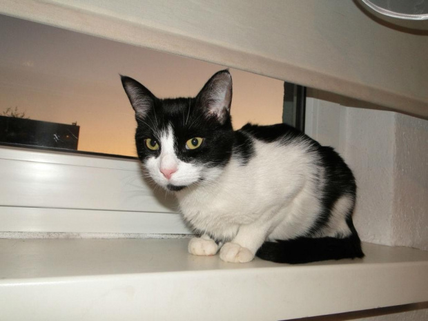 Koty do adopcji #adopcja #adopcje #Gliwice #kocięta #kot #kotki #koty #pomoc #przygarnę #schronisko #zaadoptuję #zwierzęta
