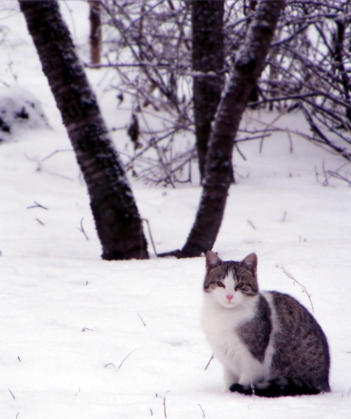 Zimowy kotek.