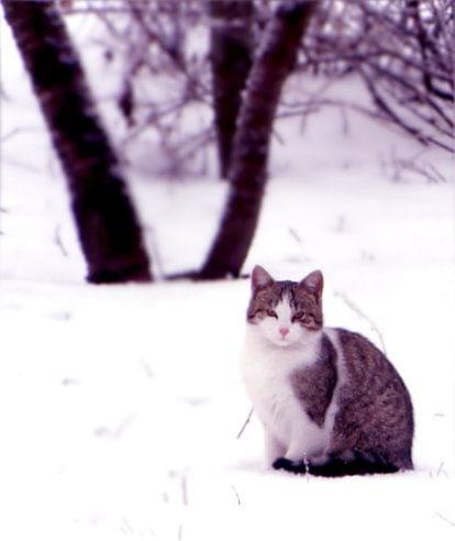 Zimowy kotek 3.