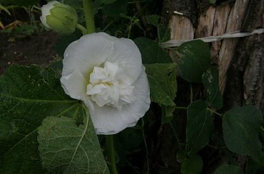 malwa biała #kwiaty #malwy