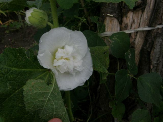 malwa biała #kwiaty #malwy
