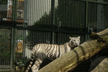 ZOO w Libercu. #ZOO #Liberec