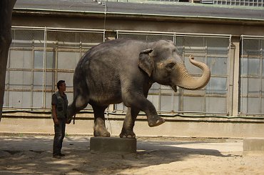 Cviceniu sloniu. ZOO w Libercu. #Słoń #ZOO #Liberec