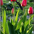 tulipanów ciąg dalszy #tulipan #ogród #kwiaty #wiosna