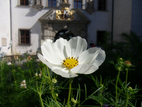 W zadbanym ogrodzie przy pałacu można podziwiać nie tylko architekturę :) #kwiaty #makro