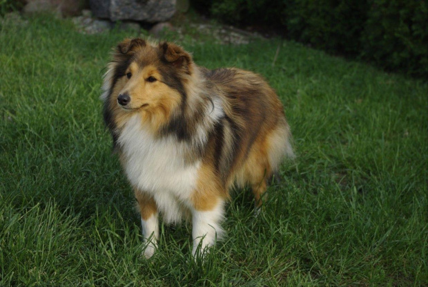 AUDREY Amber Sun FCI,
owczarek szetlandzki, sheltie #AUDREYAmberSunFCI