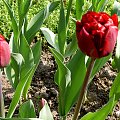 kolejne tulipanki