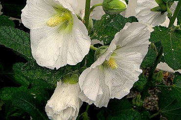 Żarnowiec-z parku Marii Konopnickiej
http://www.muzeumzarnowiec.pl/ #kwiaty #malwy #ogród