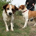 Do adopcji #adopcja #Gliwice #pies #poszukuję #psy #suka #szukam #zwierzęta