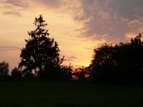Zachód słońca i gołąbek zawieszony w czasie #drzewo #ZachódSłońca #gołabek #niebo