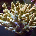 korale morskie #morskie