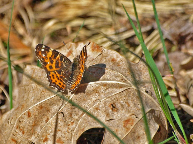 Rusałka kratkowiec (Araschnia levana)