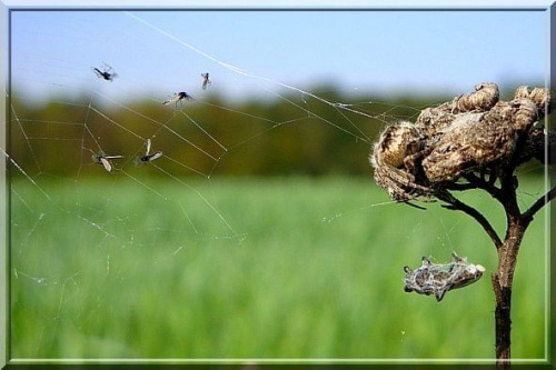 mordercza sieć.. ;D #pająk #sieć #pajęczyna #makro