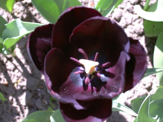 najciemniejsza odmiana tulipana prawie czarny