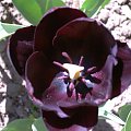 najciemniejsza odmiana tulipana prawie czarny