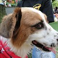 Koty do adopcji #adopcja #adopcje #Gliwice #kocięta #kot #kotki #koty #pomoc #przygarnę #schronisko #zaadoptuję #zwierzęta