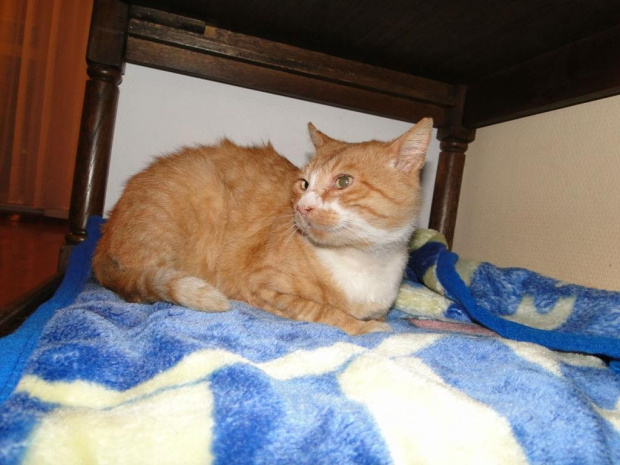 Koty do adopcji #adopcja #adopcje #Gliwice #kocięta #kot #kotki #koty #pomoc #przygarnę #schronisko #zaadoptuję #zwierzęta