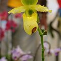 Paphiopedilum 3