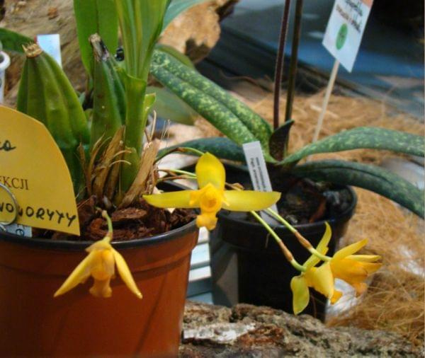 Lycaste aromatica