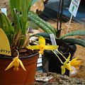 Lycaste aromatica