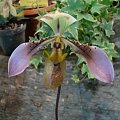 Paphiopedilum 1