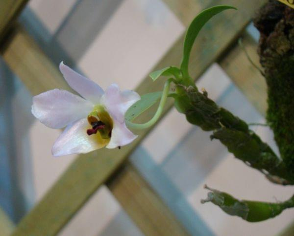 dendrobium trantuanii