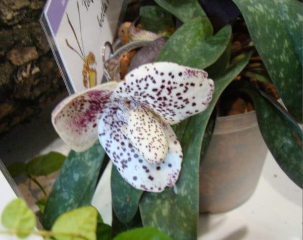 Paphiopedilum bellatulum