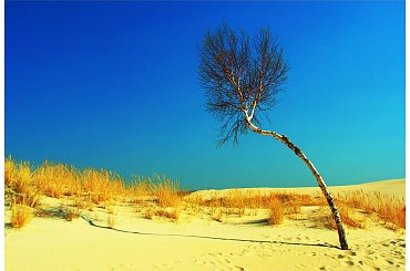 wydmy #SławomirŁukaszuk #wydmy #Łeba #Lębork #PentaxK10D #fotografia #FotografiaCyfrowa #obróbka #raw #photoshop