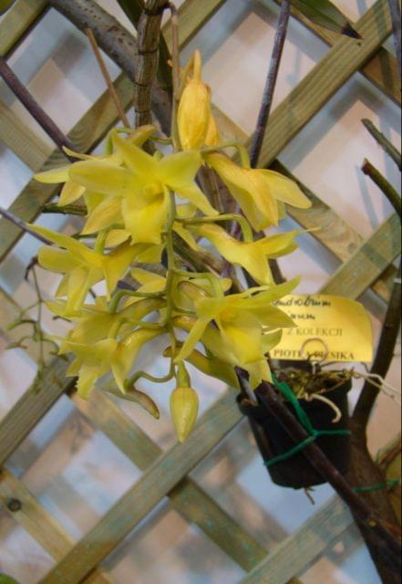 Dendrobium cerinum1