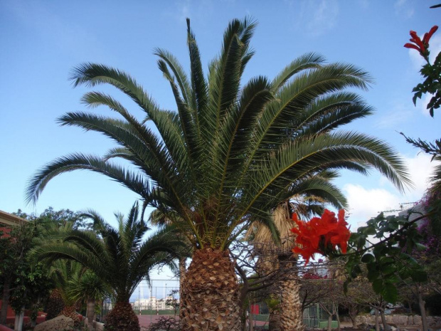 Roślinki Teneryfy... #Teneryfa #palma #egzotyczne #roślinki #kwiaty