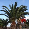Roślinki Teneryfy... #Teneryfa #palma #egzotyczne #roślinki #kwiaty