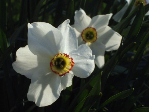 stare,ale jare i pięknie pachną:) #kwiat #wiosna #kolor #ogród #natura